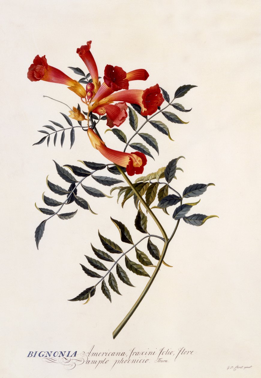Bignonia Americana, n.1743 (käsinvärinen kaiverrus) tekijältä Georg Dionysius Ehret