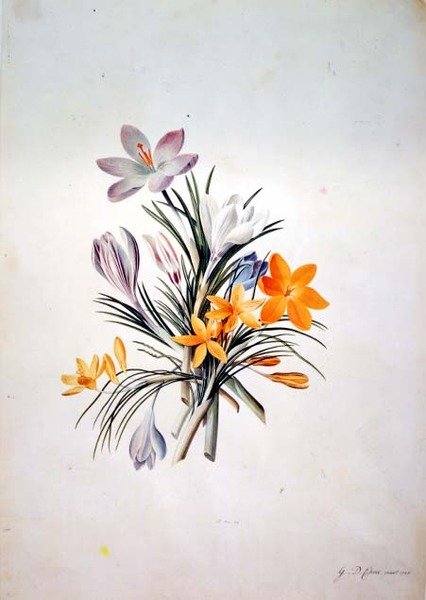 Crocus nippu tekijältä Georg Dionysius Ehret
