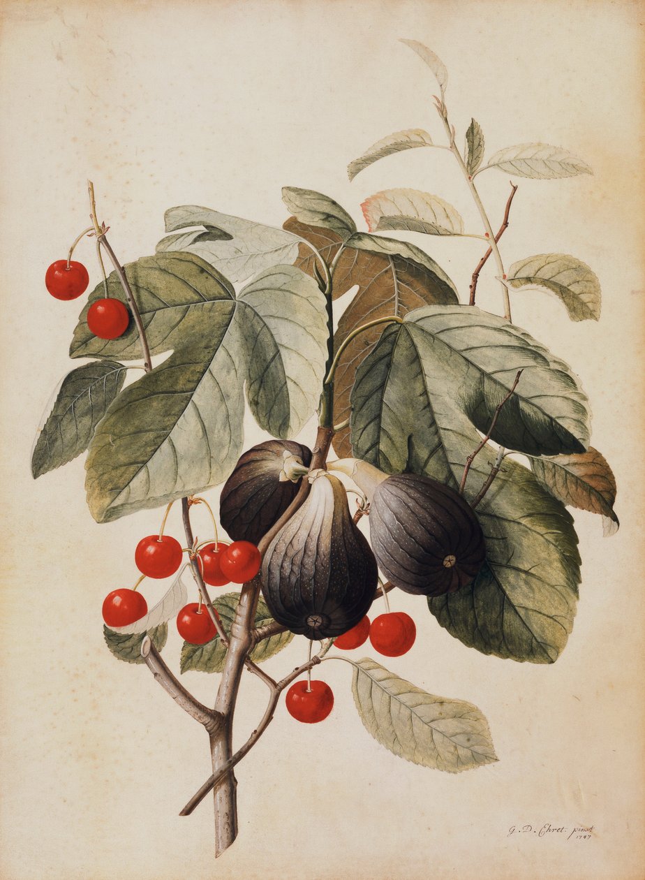 Viikunat ja kirsikat, 1747 tekijältä Georg Dionysius Ehret