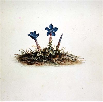 Gentian tekijältä Georg Dionysius Ehret