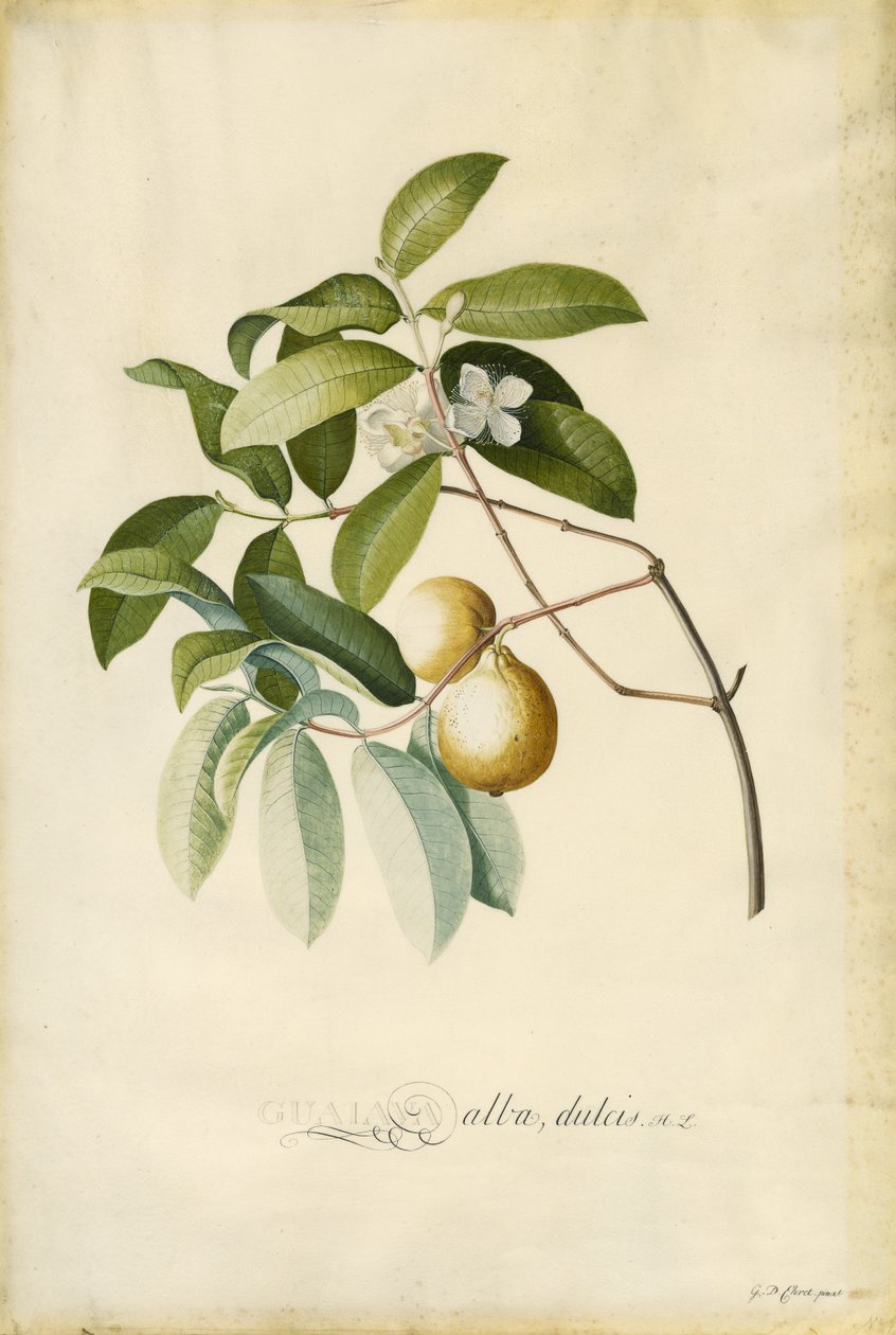 Guava tekijältä Georg Dionysius Ehret