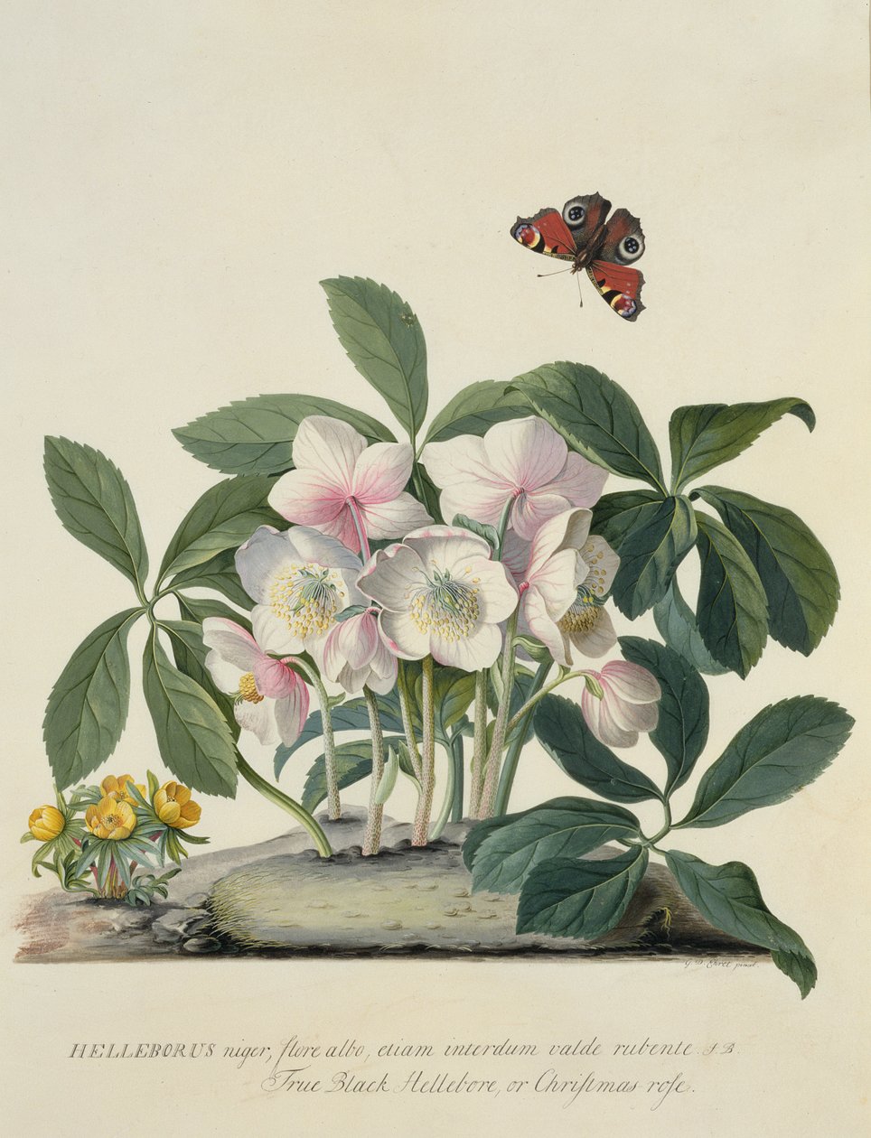 Helleborus Niger tekijältä Georg Dionysius Ehret