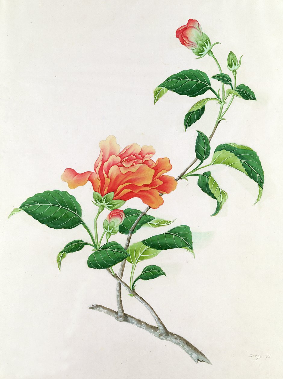 Hibiscus tekijältä Georg Dionysius Ehret
