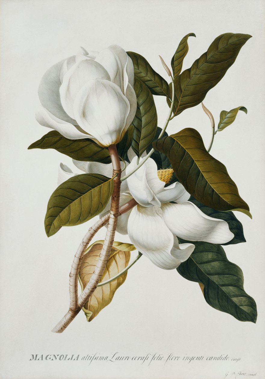 Magnolia, tekijältä Georg Dionysius Ehret