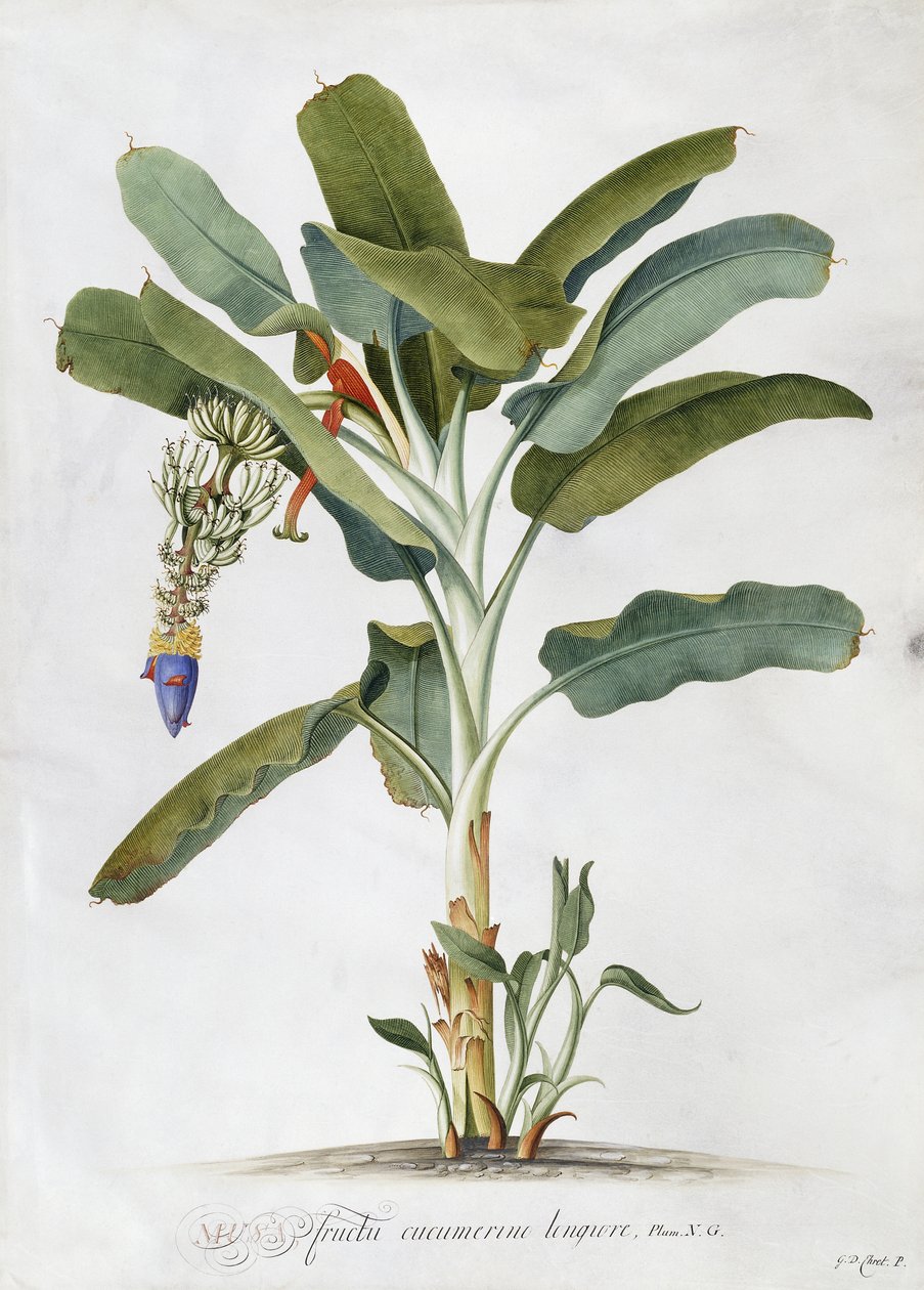 Musa, tekijältä Georg Dionysius Ehret