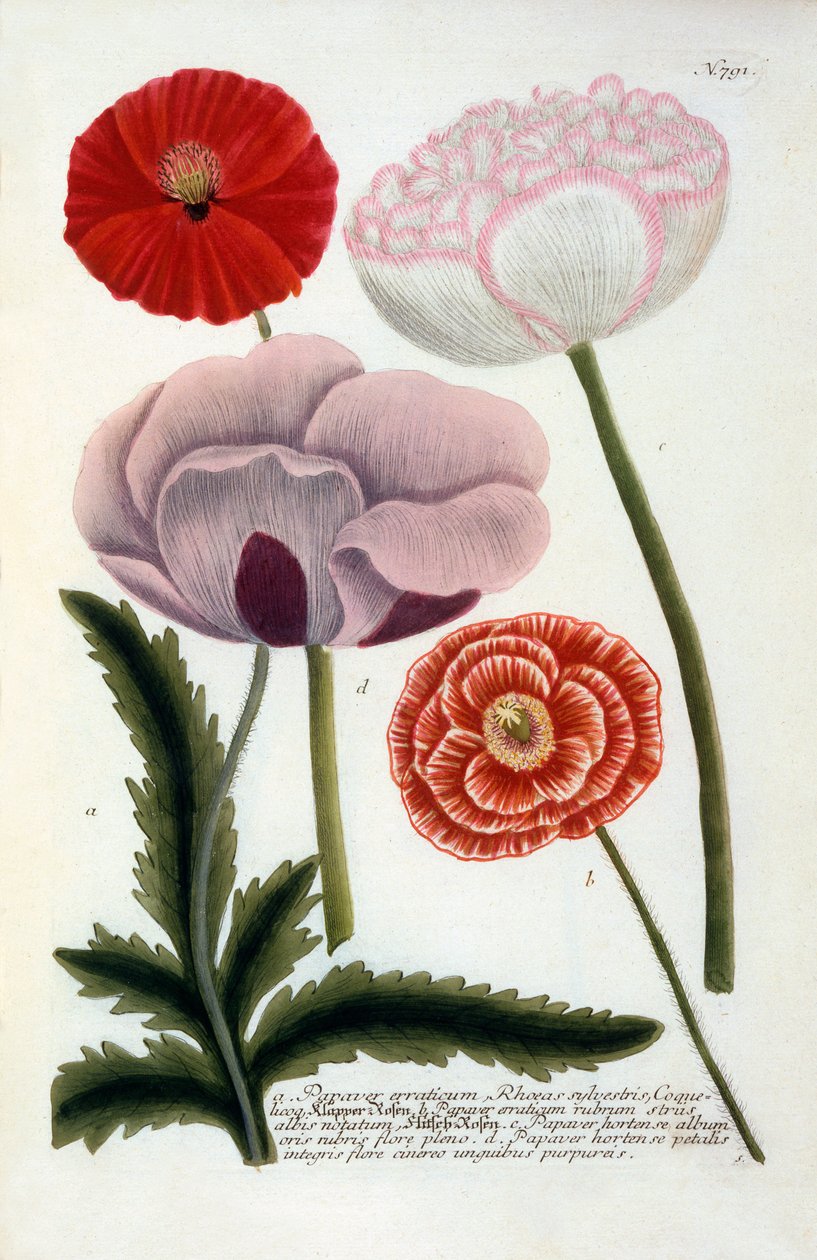Papaver, 1737 käsinvärinen kaiverrus. tekijältä "Georg Dionysius Ehret