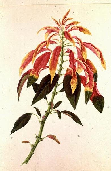 Pieris tekijältä Georg Dionysius Ehret
