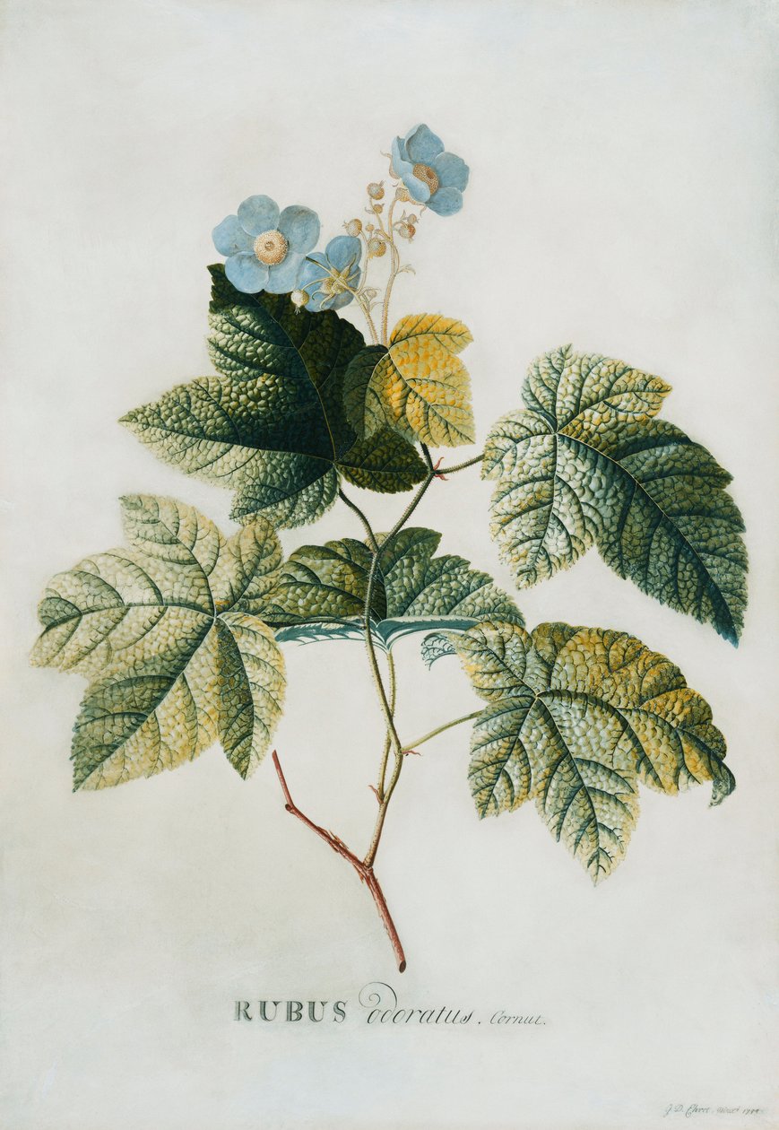 Rubus, 1744 tekijältä Georg Dionysius Ehret