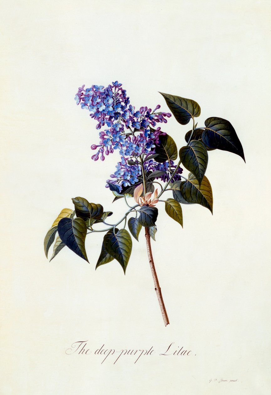 Syvän violetti lila. tekijältä "Georg Dionysius Ehret