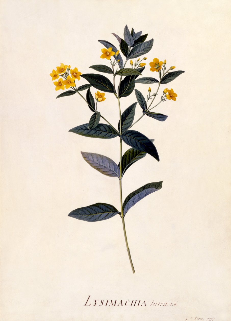 Keltainen Loosestrife, n.1760 (käsinvärinen kaiverrus) tekijältä Georg Dionysius Ehret