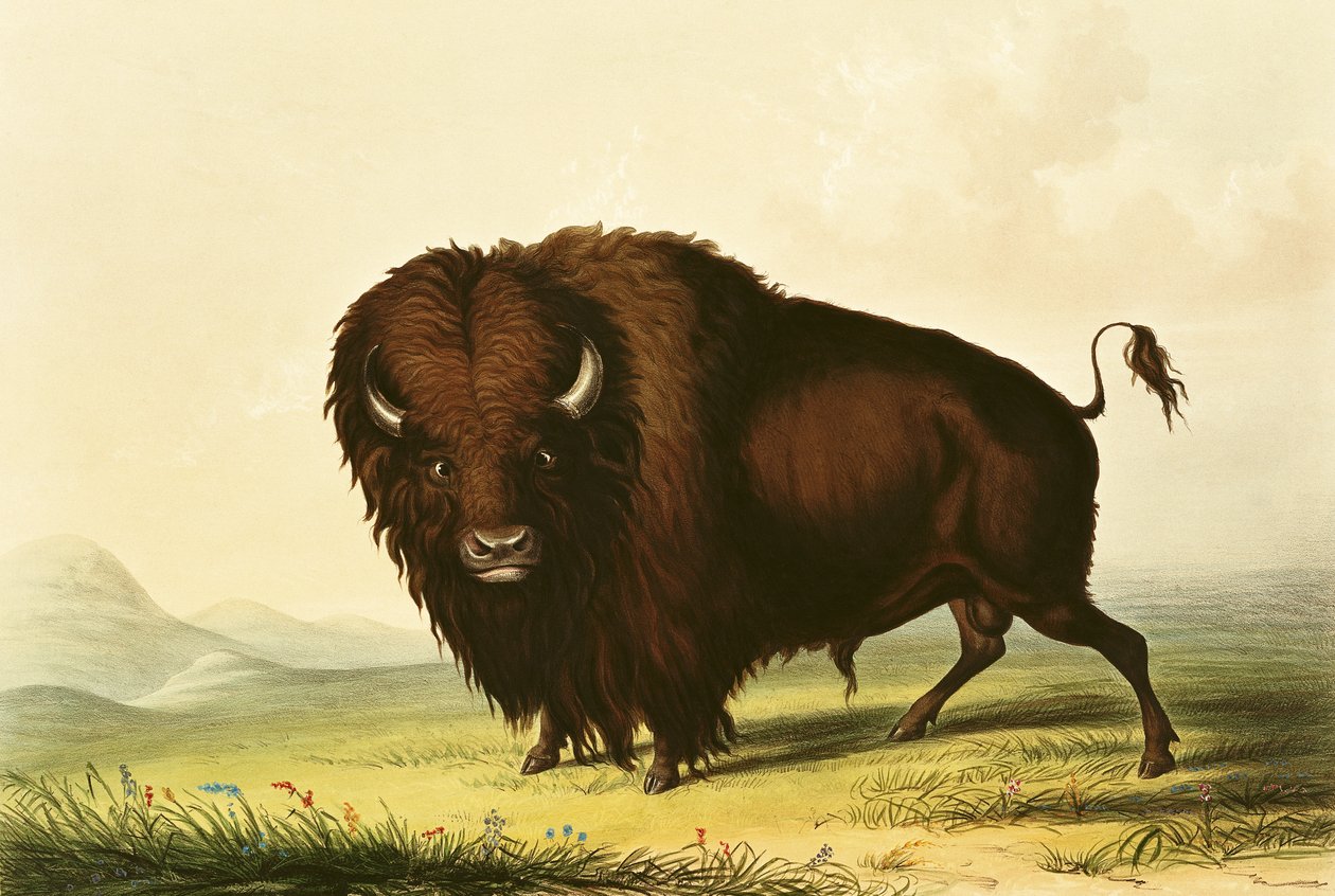 Biisoni, n. 1832 tekijältä George Catlin
