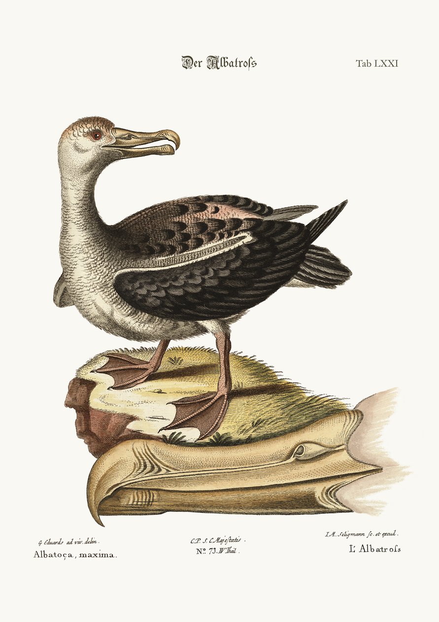 Albatrossi, 1749-73 tekijältä George Edwards
