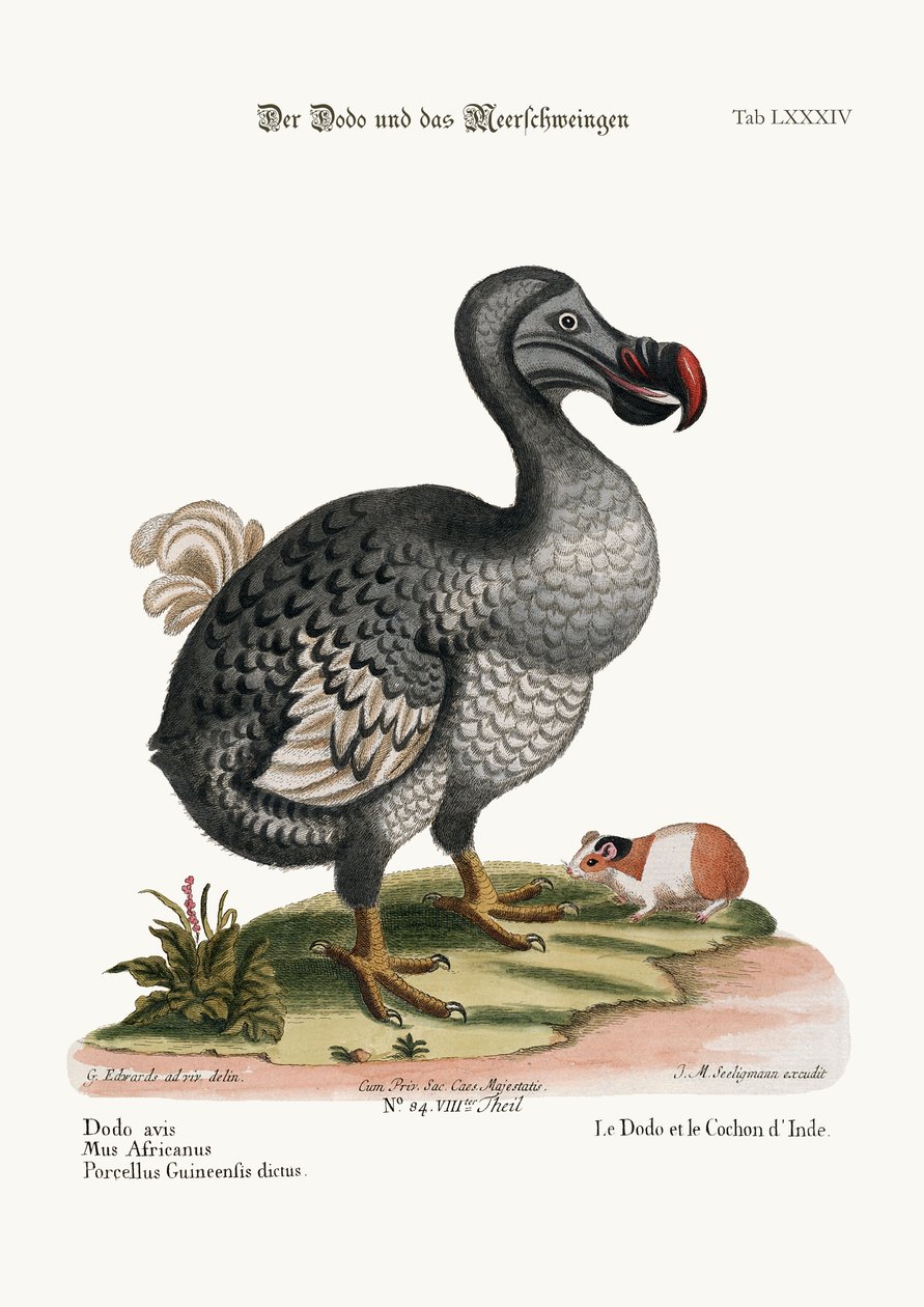 Dodo ja marsu, 1749-73 tekijältä George Edwards