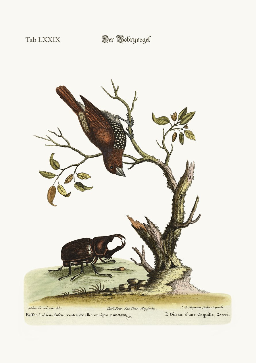 Gowry Bird, 1749-73 tekijältä George Edwards