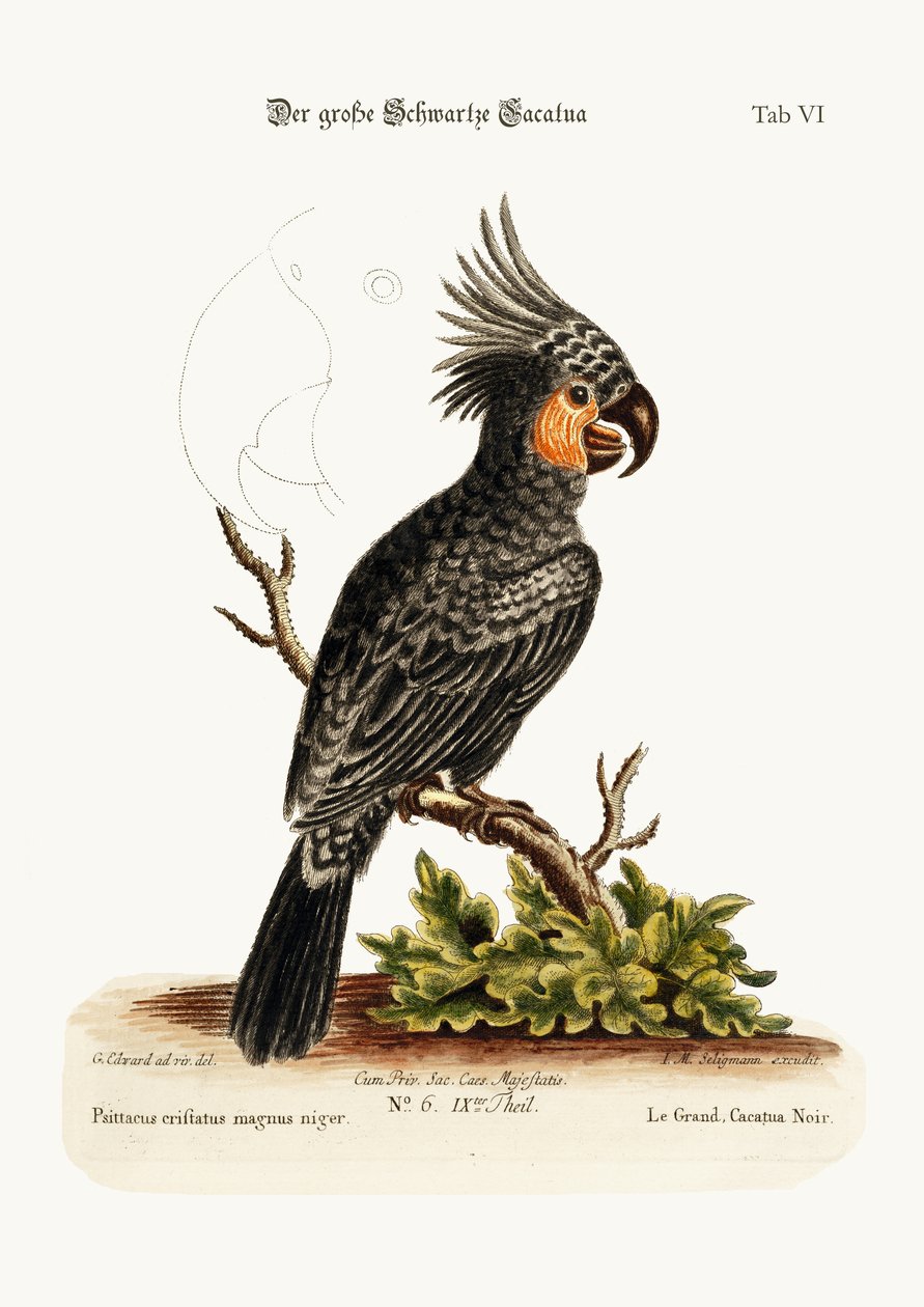 Suuri musta kakadu, 1749-73 tekijältä George Edwards