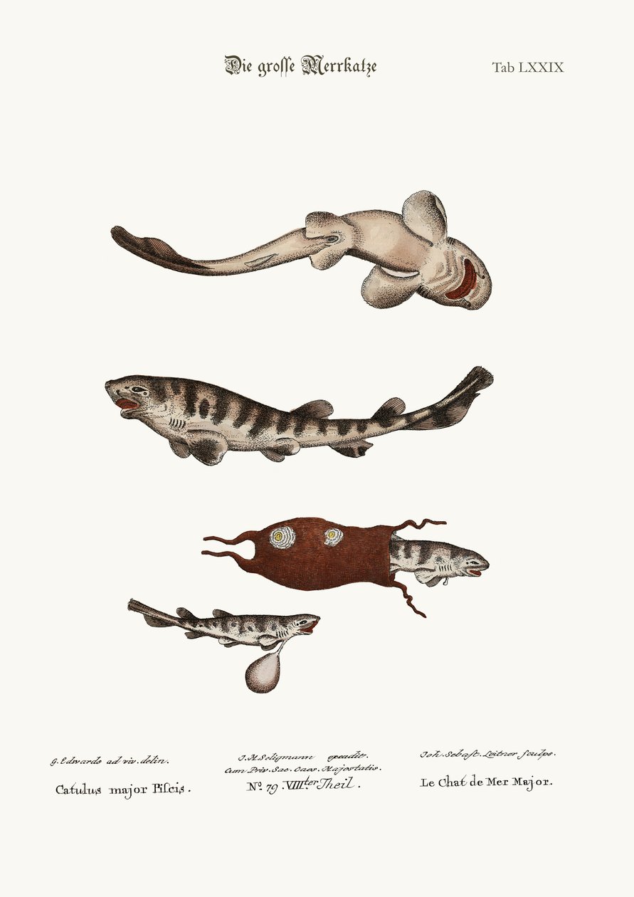 The Greater Cat-Fish, 1749-73 tekijältä George Edwards