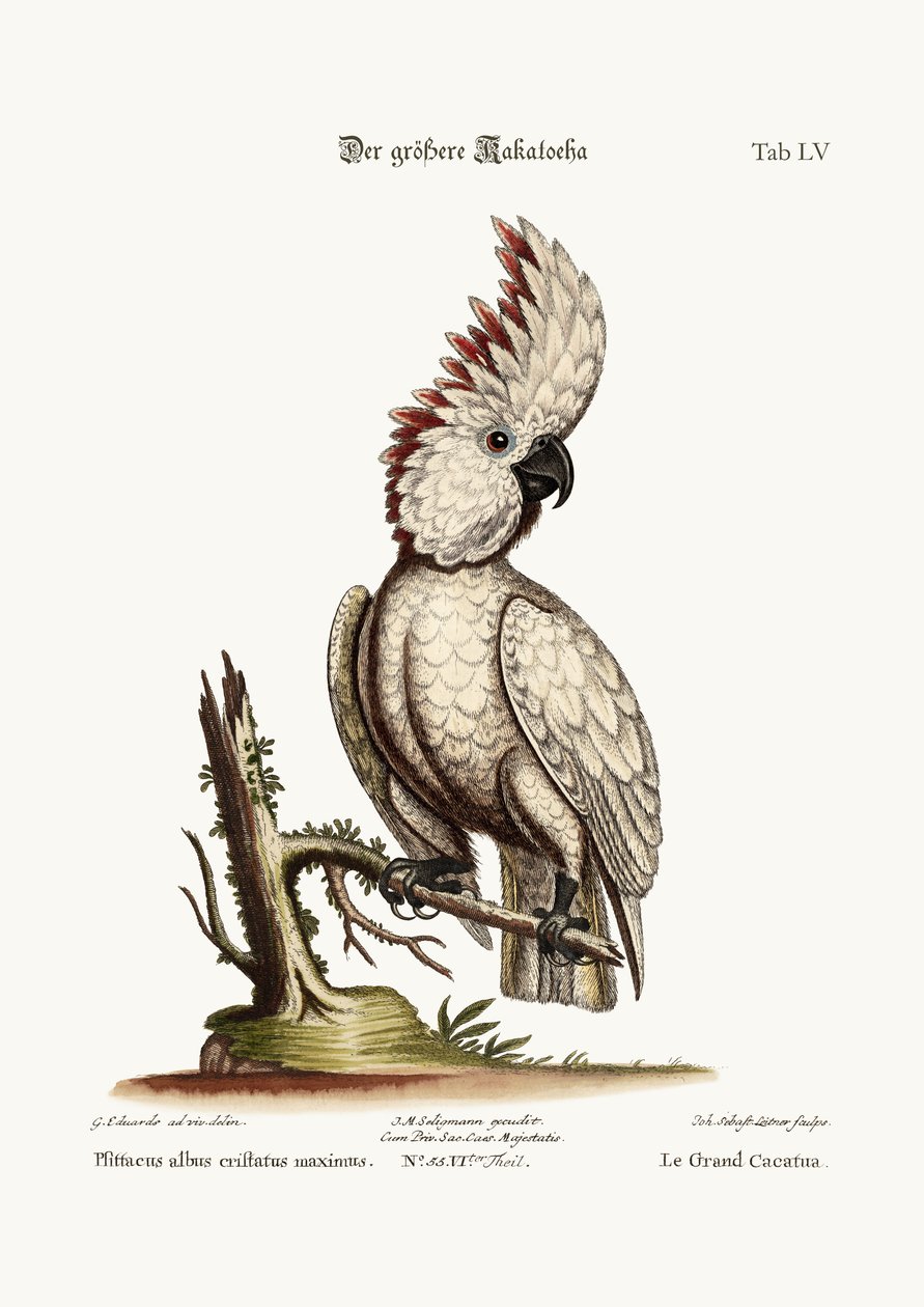 The Greater Cockatoo, 1749-73 tekijältä George Edwards