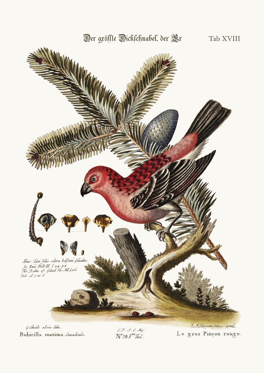 Suurin Bulfinch-Cock, 1749-73 tekijältä George Edwards