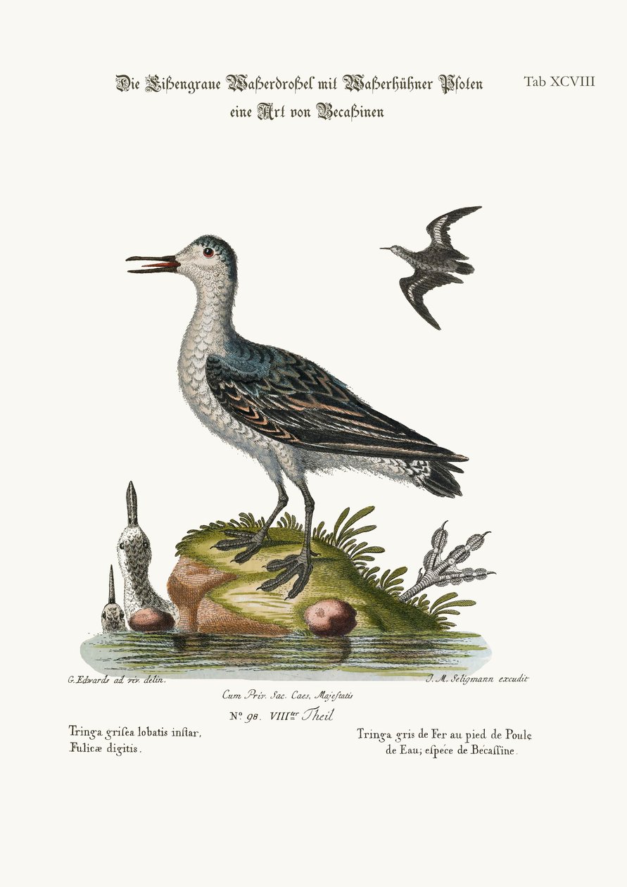 Grey Coot-footed Tringa, 1749-73 tekijältä George Edwards