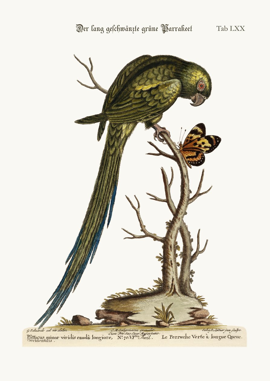 Pitkähäntäinen vihreä papukaija, 1749-73 tekijältä George Edwards