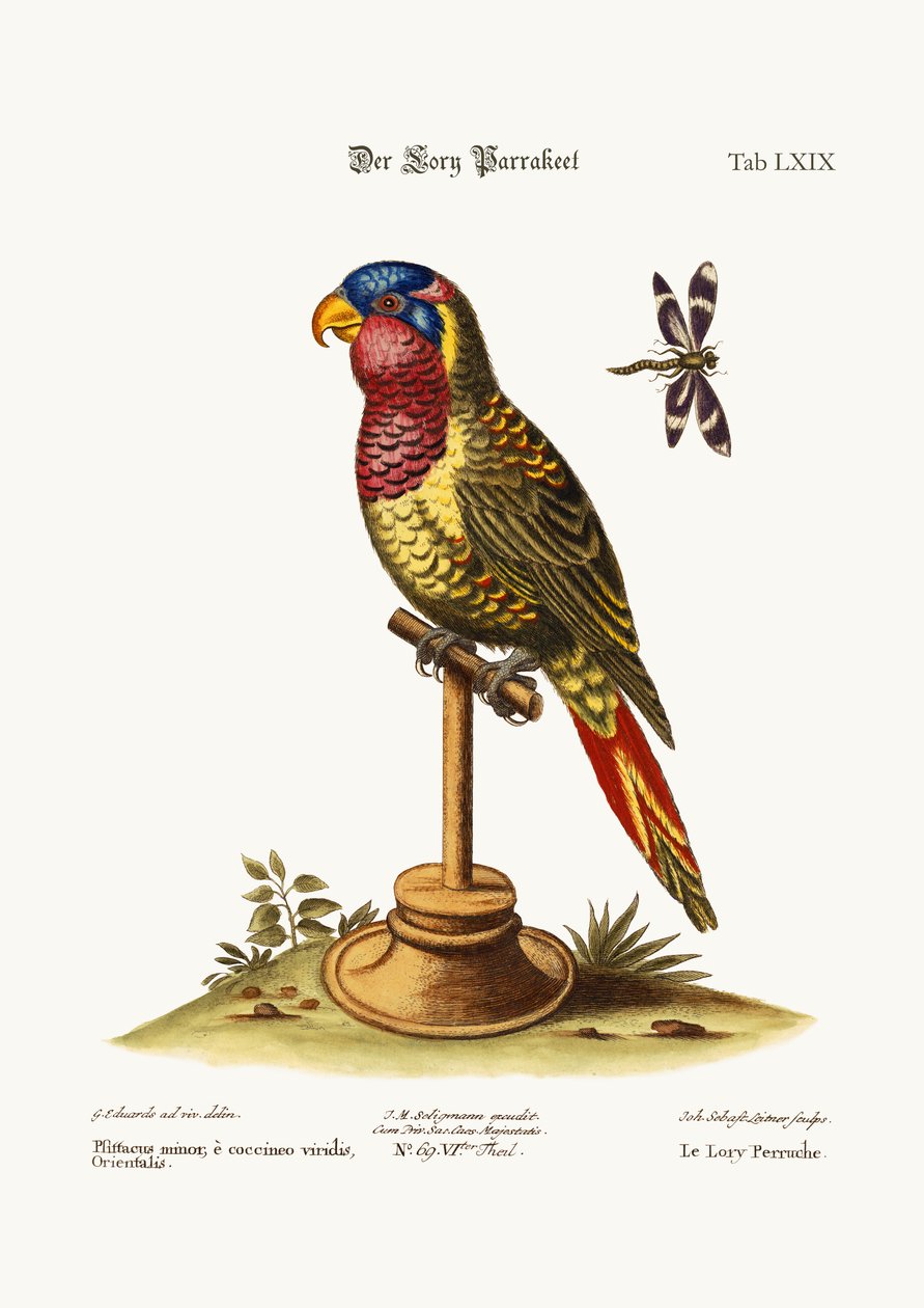 Lory-parrakeet, 1749-73 tekijältä George Edwards