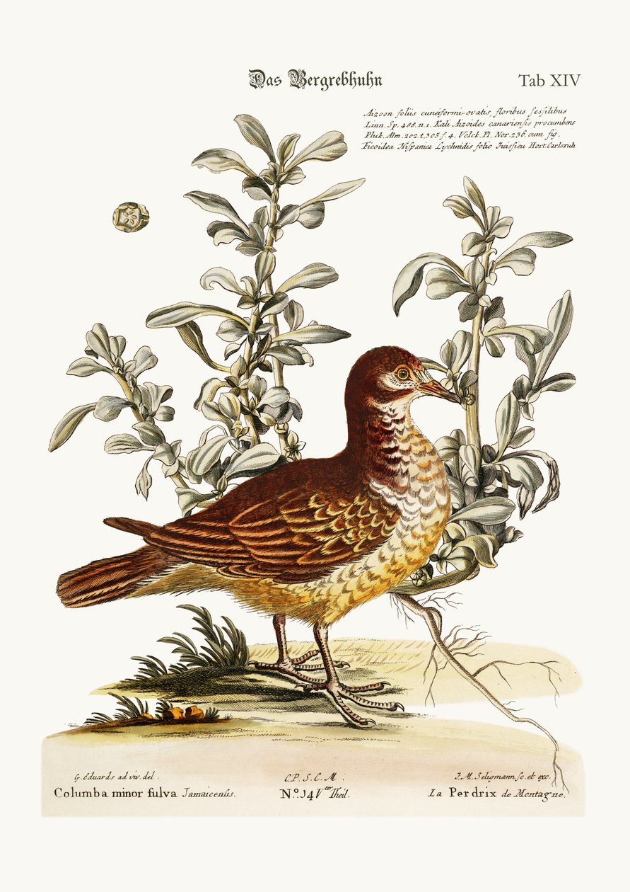 The Mountain Partridge, 1749-73 tekijältä George Edwards