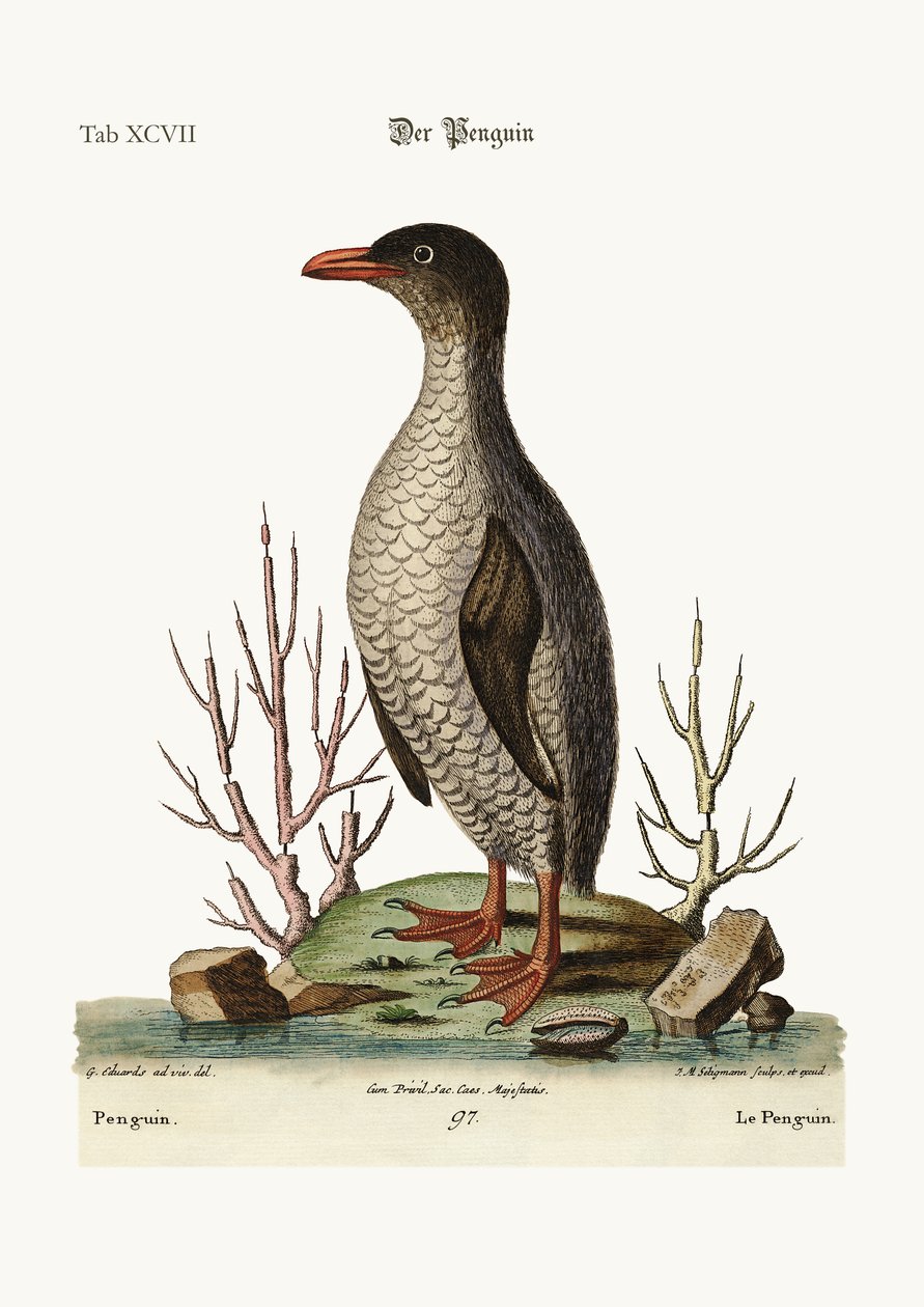 Pingviini, 1749-73 tekijältä George Edwards