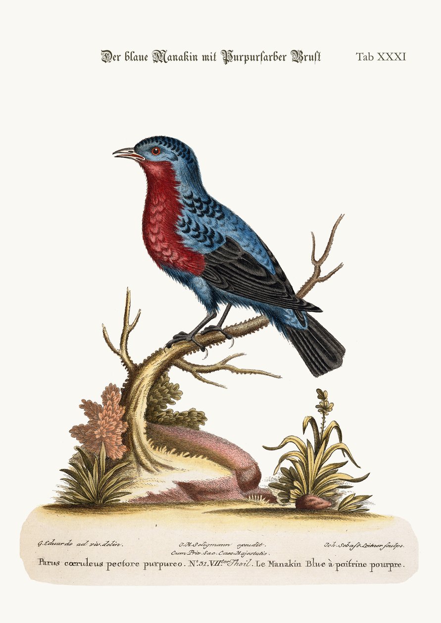Purppurarintainen sininen Manakin, 1749-73 tekijältä George Edwards