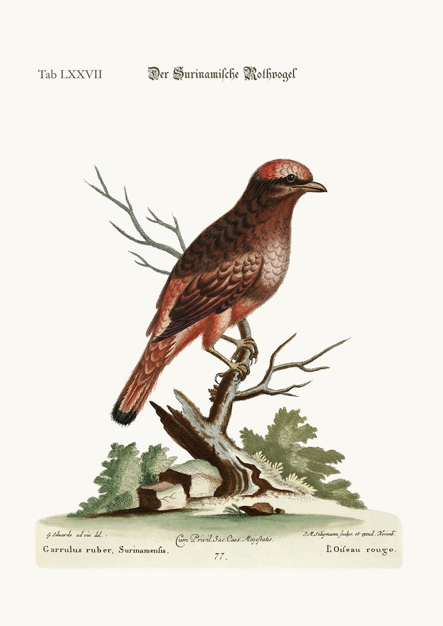 Punainen lintu Surinamista, 1749-73 tekijältä George Edwards