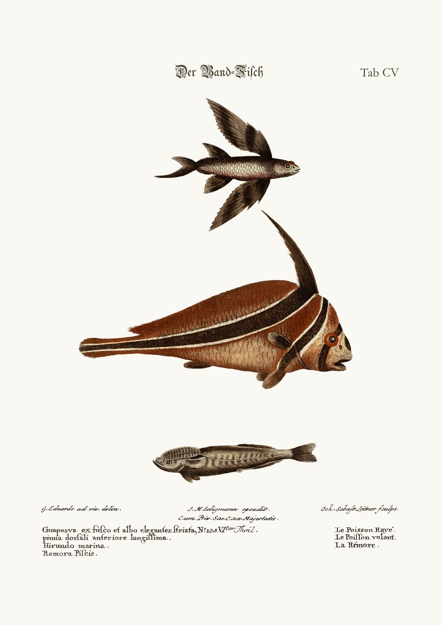 Ribband-Fish, 1749-73 tekijältä George Edwards