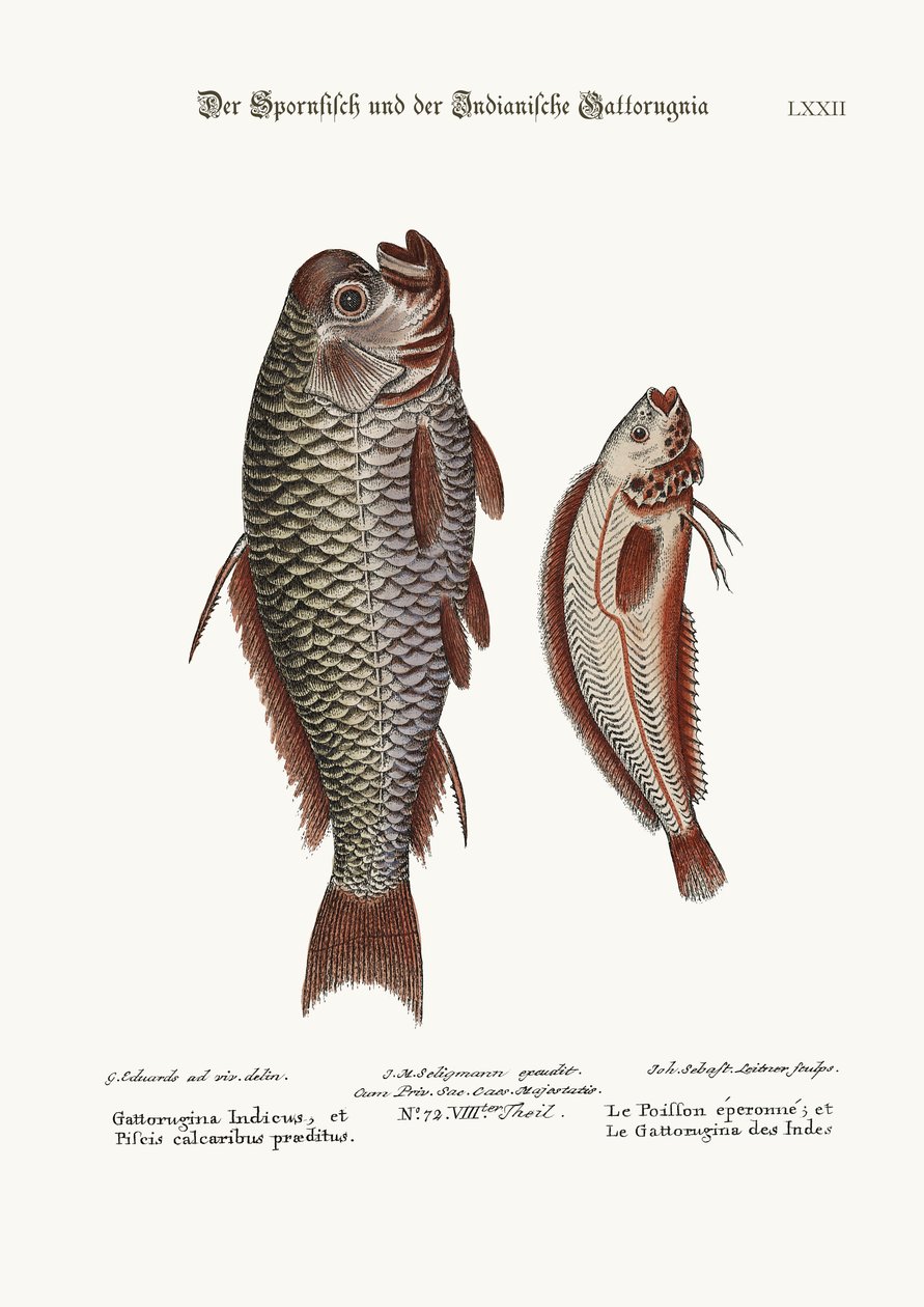 Sorkkakala ja intialainen Gattorugina, 1749-73. tekijältä George Edwards