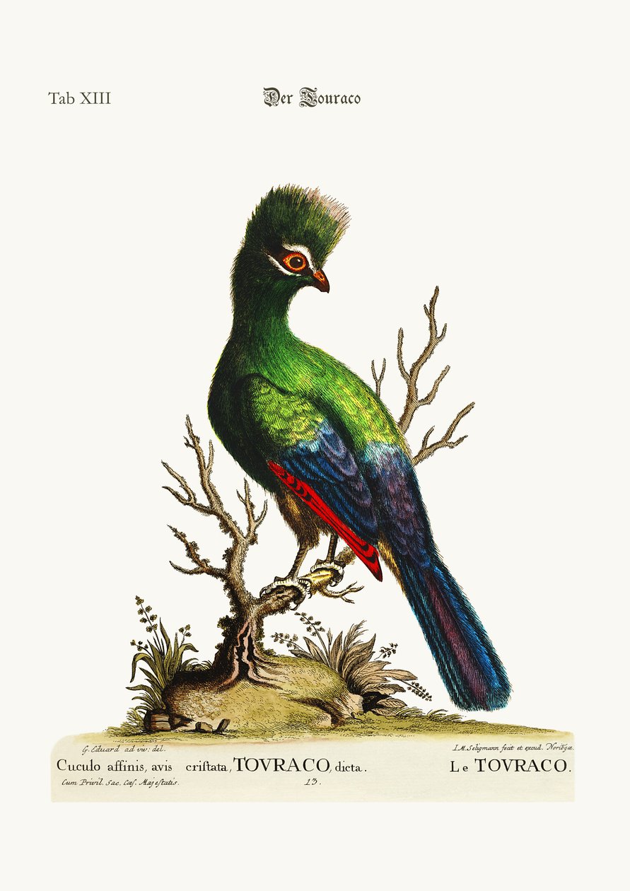 Touraco, 1749-73 tekijältä George Edwards