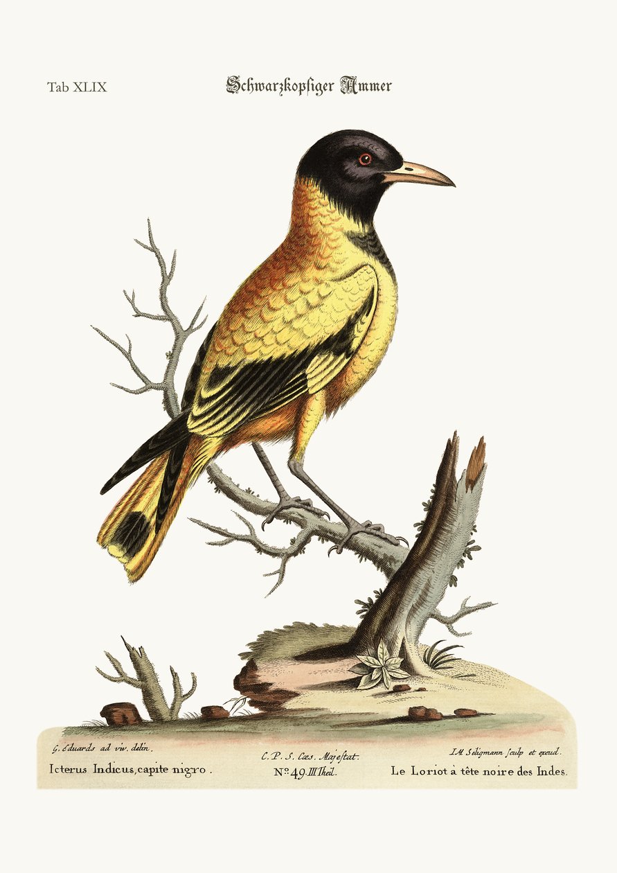 Mustapäinen Intian Icterus, 1749-73 tekijältä George Edwards