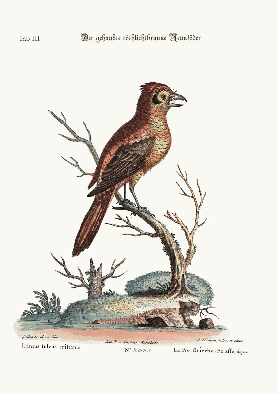 Harjainen punainen tai russit Butcher-Bird, 1749-73 tekijältä George Edwards