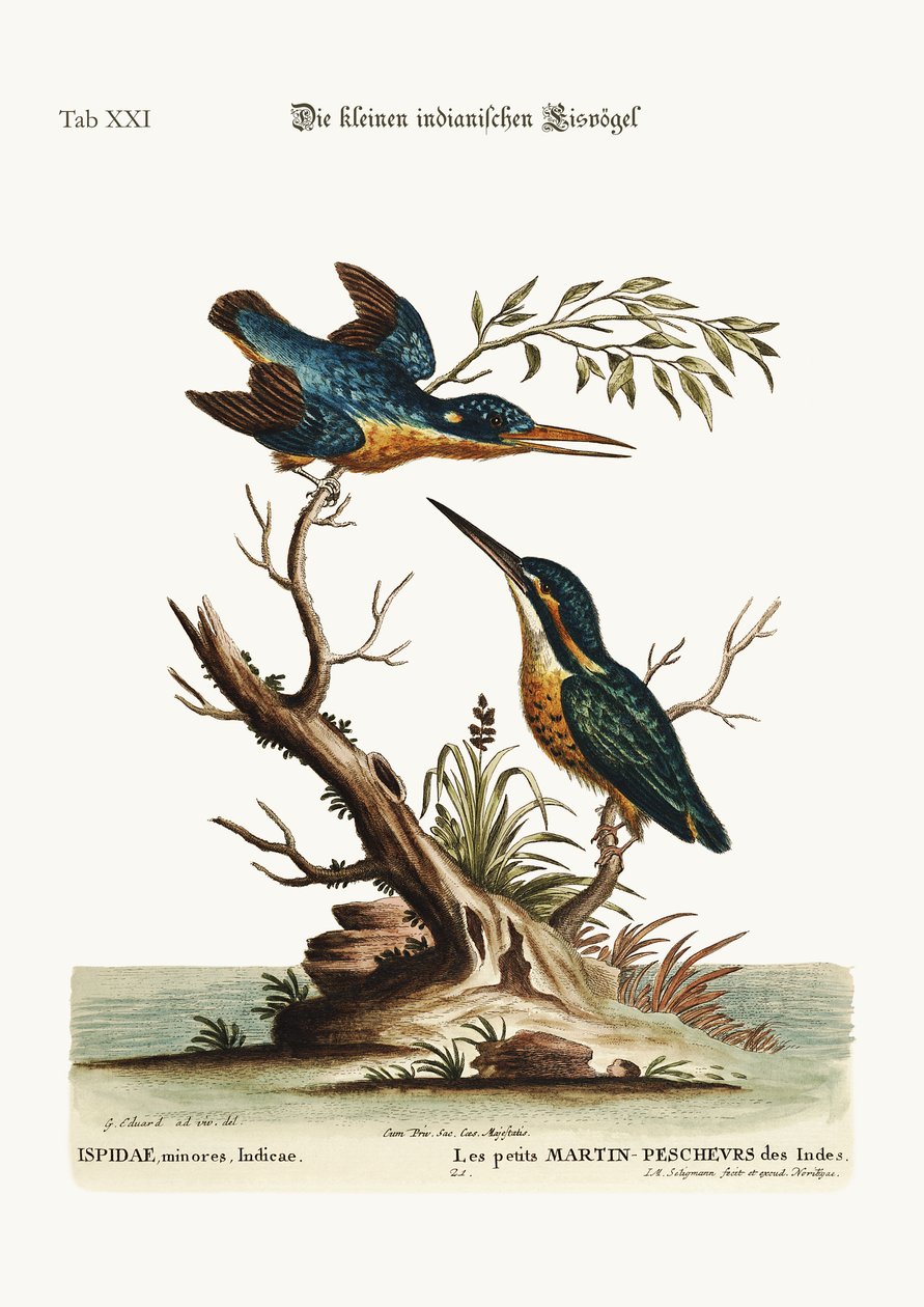 Pienet intialaiset kuningaskalastajat, 1749-73 tekijältä George Edwards