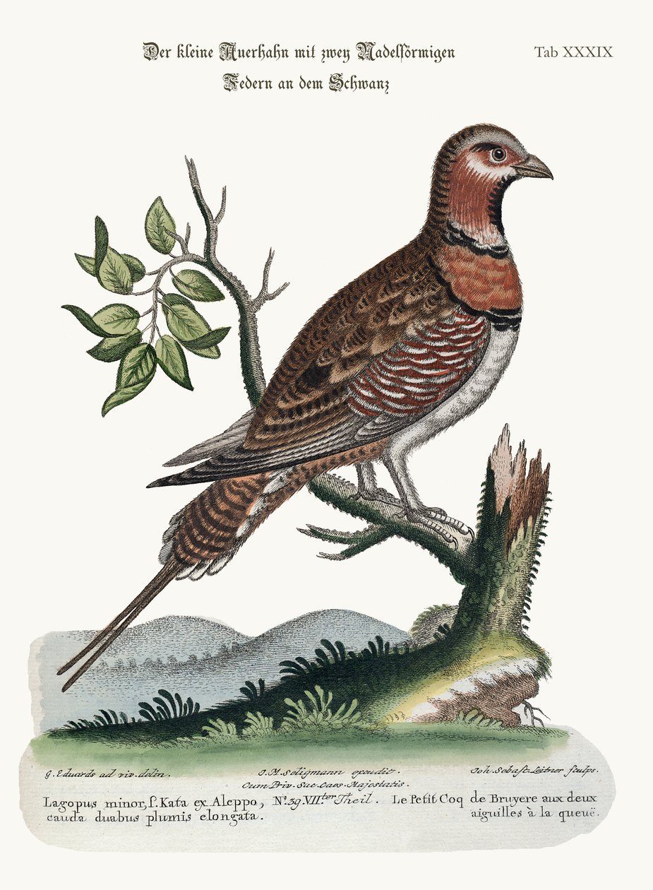 Pieni Pin-tailed Grous, 1749-73 tekijältä George Edwards