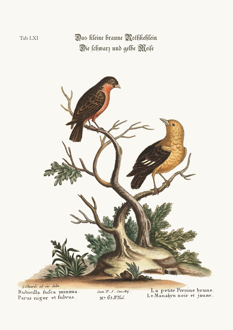 Pieni ruskea Bullfinch. Musta ja keltainen Manakyn, 1749-73 tekijältä George Edwards