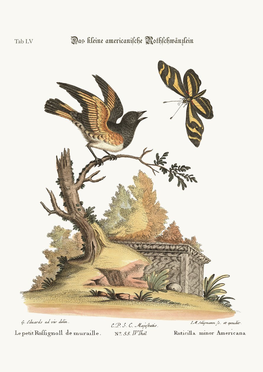 Pieni American Redstart, 1749-73 tekijältä George Edwards