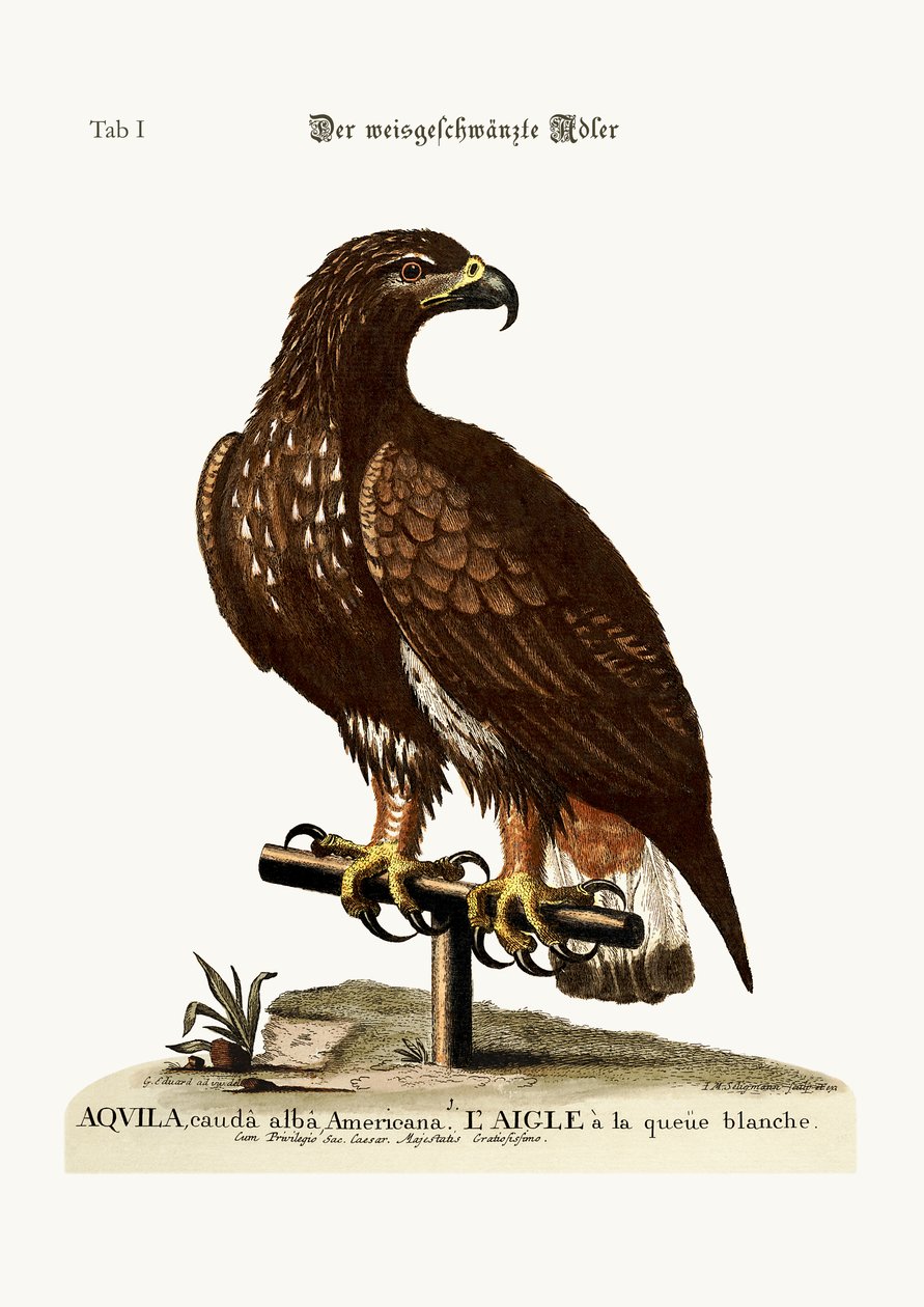 Merikotka, 1749-73 tekijältä George Edwards