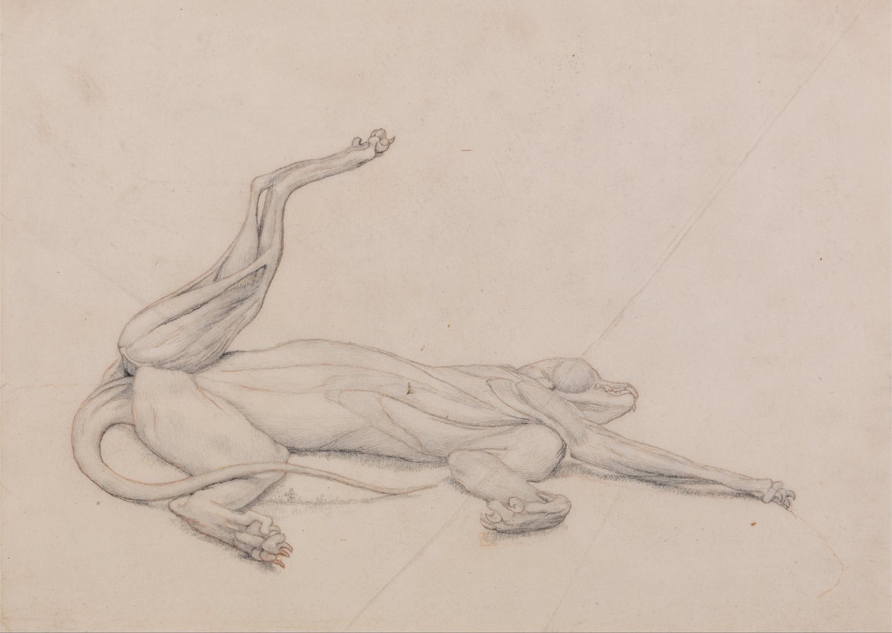 Vertaileva anatominen esitys ihmiskehon rakenteesta tiikerin ja ... tekijältä George Stubbs