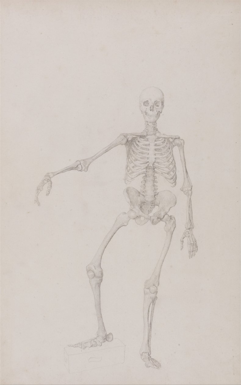 Vertaileva anatominen esitys ihmiskehon rakenteesta tiikerin ja ... tekijältä George Stubbs