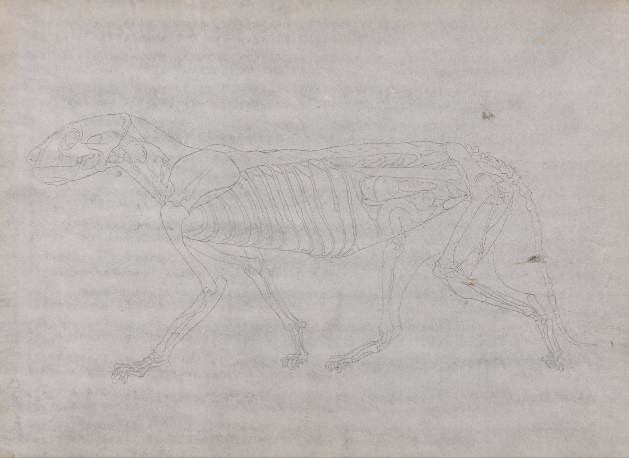 Vertaileva anatominen esitys ihmiskehon rakenteesta tiikerin ja ... tekijältä George Stubbs