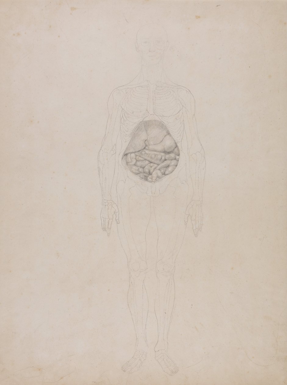 Vertaileva anatominen esitys ihmiskehon rakenteesta tiikerin ja ... tekijältä George Stubbs