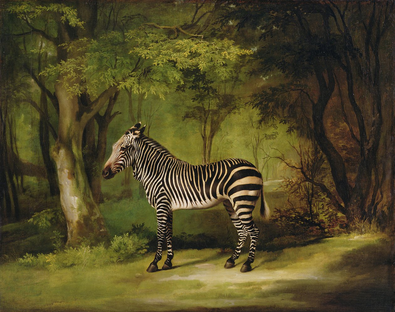 Seepra, 1763 tekijältä George Stubbs