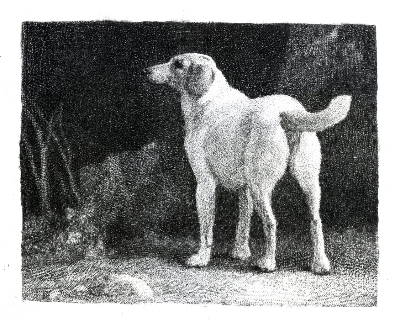 Koira, 1788 tekijältä George Stubbs