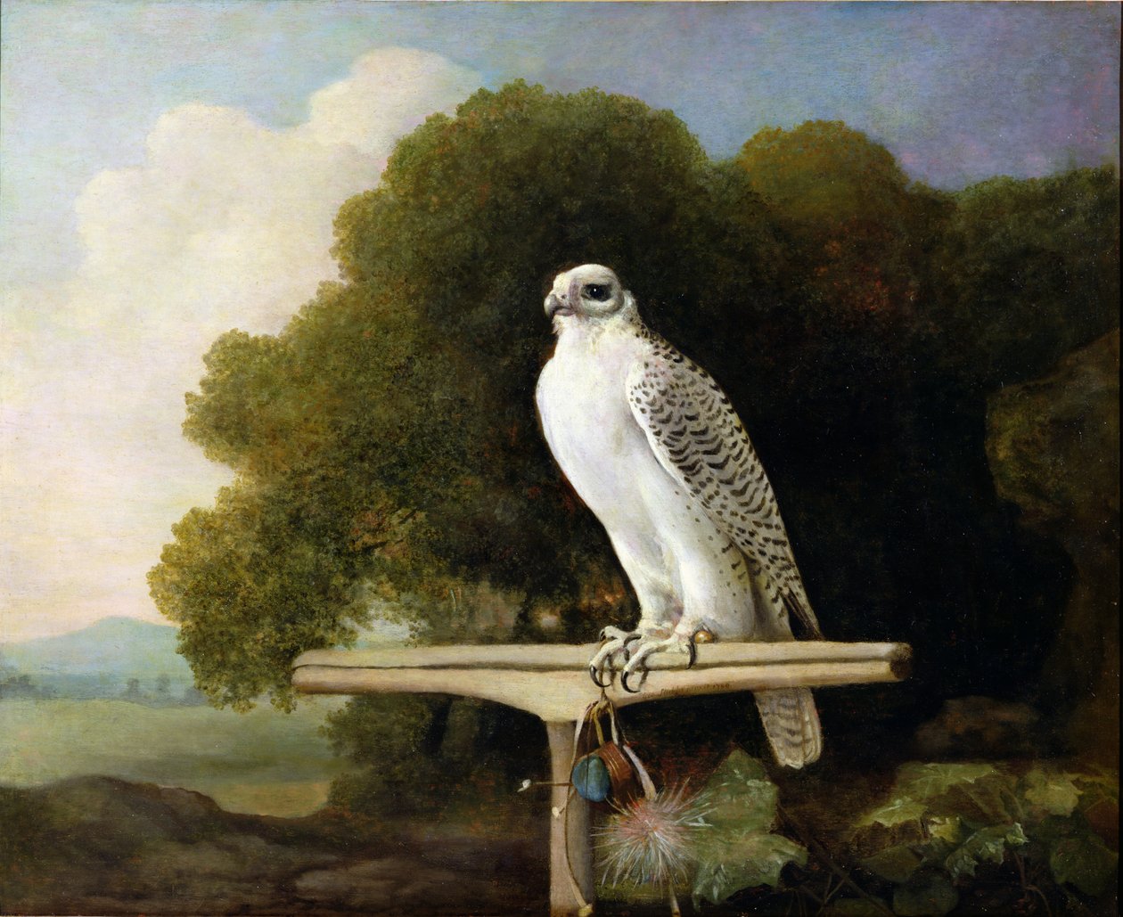 Grönlanninhaukka (Grey Falcon), 1780 tekijältä George Stubbs
