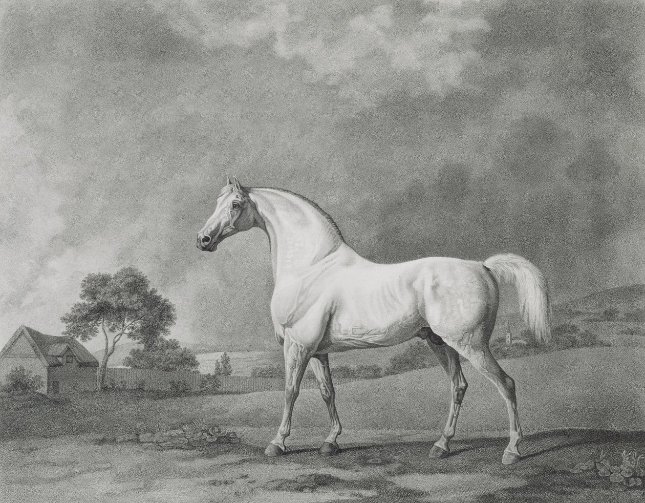 Mambrino, kaiverrus George Townley Stubbs (1756-1815) pub. 1794 tekijältä George Stubbs