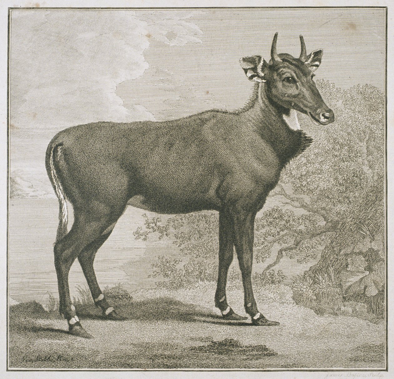 Nyl-ghanin lautanen, kaiverrus James Basire (1730-1802) tekijältä George Stubbs