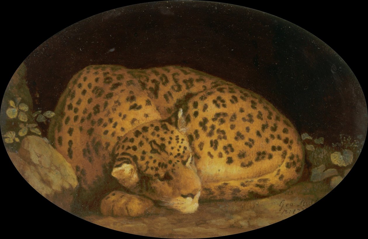 Nukkuva leopardi tekijältä George Stubbs