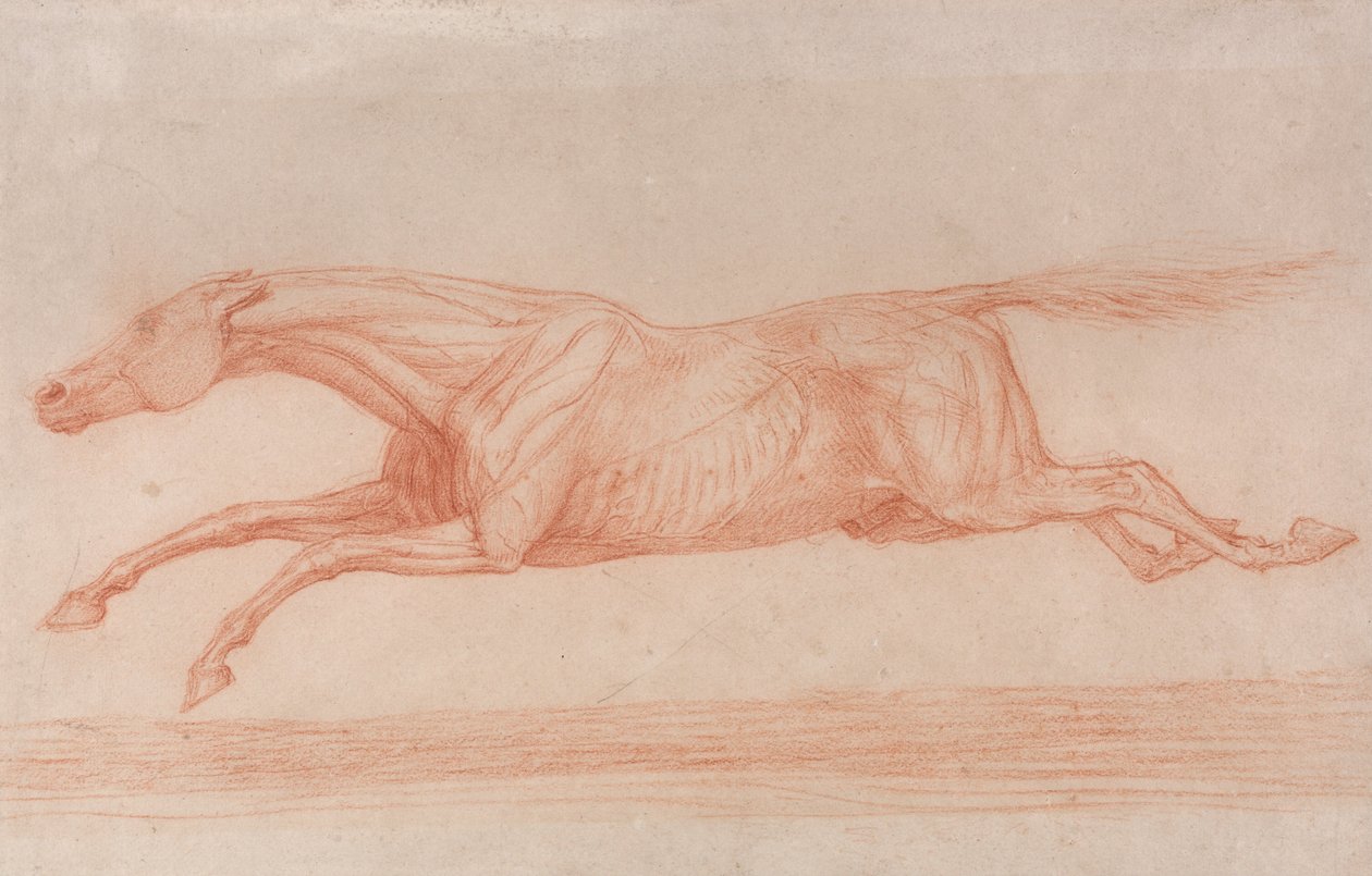 Tutkimus kilpahevosesta toiminnassa- Galloping to left, puolianatomiset tutkimukset, iho irtoaa ... tekijältä George Stubbs